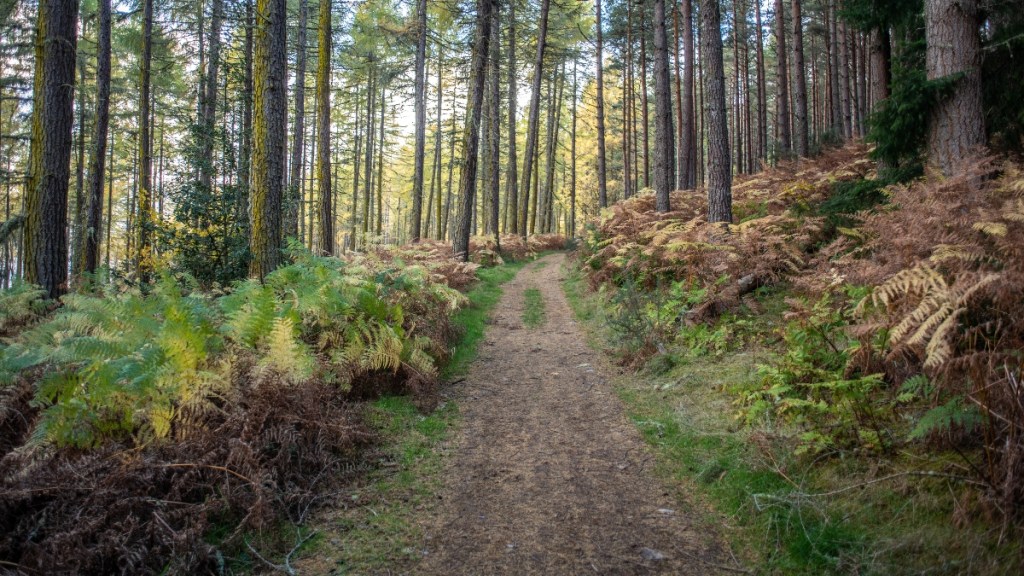 Scenic Walking Trails Near Me Your Guide