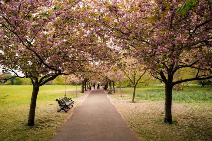 Parks to Walk Near Me Your Guide